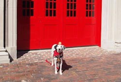 Molly the Fire Safety Dog after her tour the Fire Museum of Memphis.