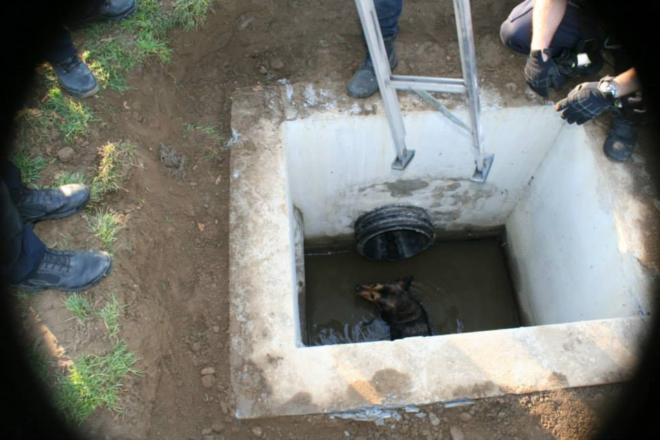 Fairfield Dog Rescue 4 11236361