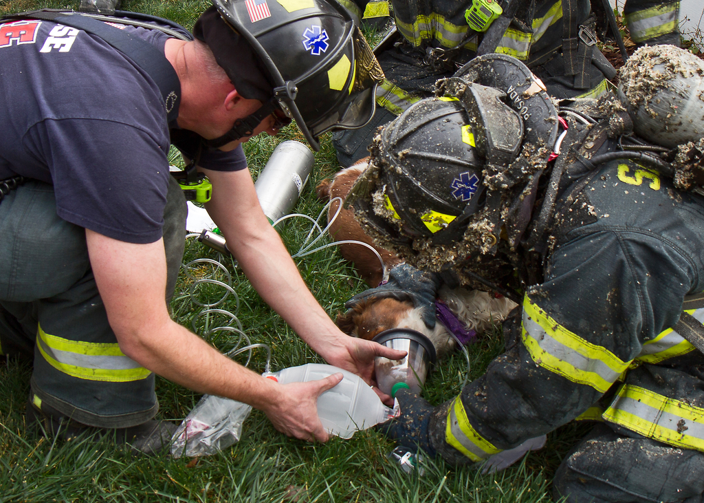 San Jose Dog Resue 5 11304304