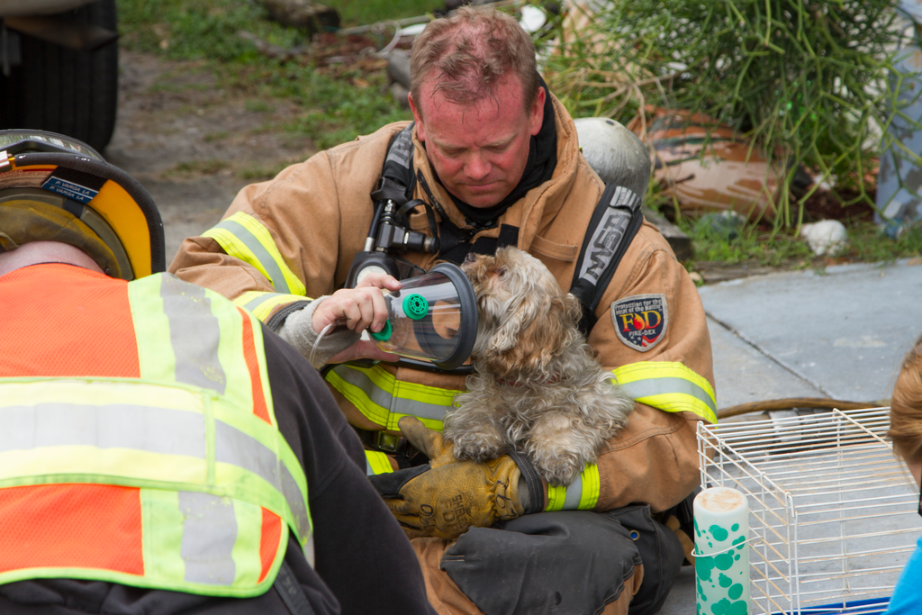 Largo Pets Rescued 2 11325192