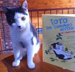 Toto