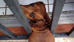 He looks up to his rescuers waiting for help. He looks up to his rescuers waiting for help.