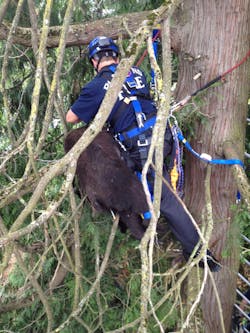 Portland Bear 2 11518946 Portland Bear 2 11518946