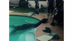Firefighters worked to lift the horse from the pool of a Mesa home.
