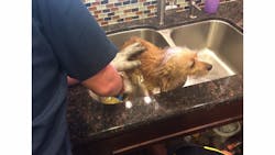 Lewisville Engine 1 was dispatched to help Trixie after her paw got trapped in a sink drain.