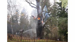 Polish firefighters spent 30 hours battling this fire in this old tree. Polish firefighters spent 30 hours battling this fire in this old tree.