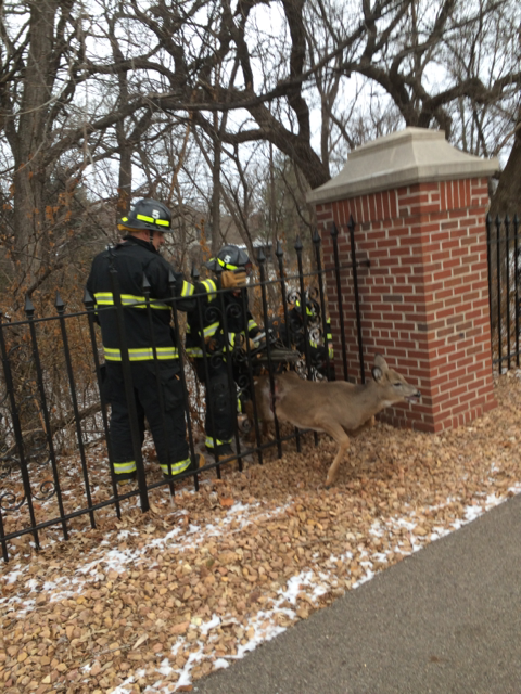 Bloomington Firefighter Deer Rescue 549b341aa9b9d