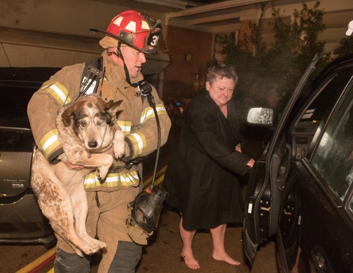 Fort Worth Dog Rescue 1 54a6a42594d57