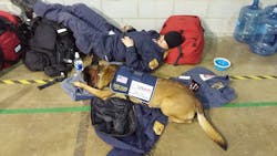 Fairfax Usar Dog 553d5c721e9ec Fairfax Usar Dog 553d5c721e9ec