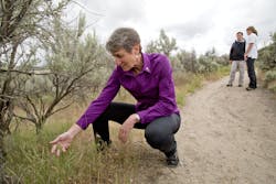 U.S. Secretary of the Interior Sally Jewell examines a patch of cheat grass on the side of Hull's Gulch Trail in the Boise Foothills, Tuesday, May 19, 2015, in Boise, Idaho. Jewell has released a plan for a wildfire-fighting strategy intended to protect a wide swath of intermountain West sagebrush country that supports cattle ranchers and is home to a struggling bird species. U.S. Secretary of the Interior Sally Jewell examines a patch of cheat grass on the side of Hull's Gulch Trail in the Boise Foothills, Tuesday, May 19, 2015, in Boise, Idaho. Jewell has released a plan for a wildfire-fighting strategy intended to protect a wide swath of intermountain West sagebrush country that supports cattle ranchers and is home to a struggling bird species.