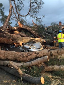 A woman was killed when a tree crashed onto her car.