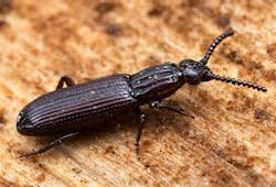 Bark Beetle 5711121d8f6f7 Bark Beetle 5711121d8f6f7