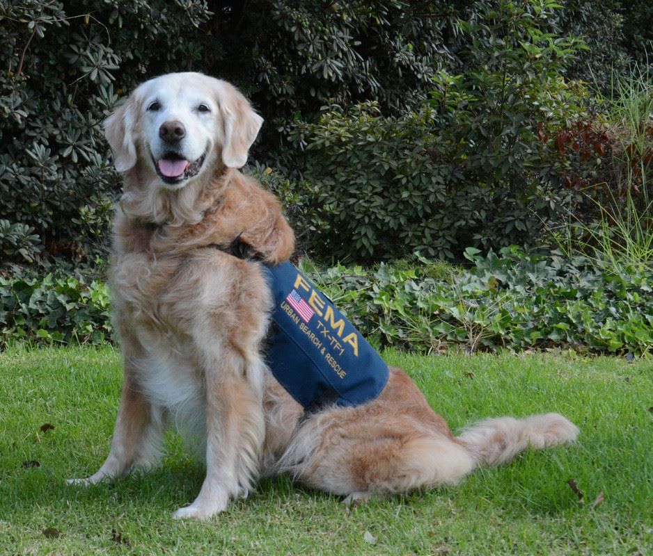 Bretgane, the last 9/11 search dog, died Monday in Texas.