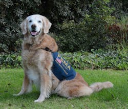 Bretgane, the last 9/11 search dog, died Monday in Texas. Bretgane, the last 9/11 search dog, died Monday in Texas.