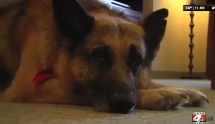 20 Year Old German Shepherd Saves Ar Family From Fire Firehouse