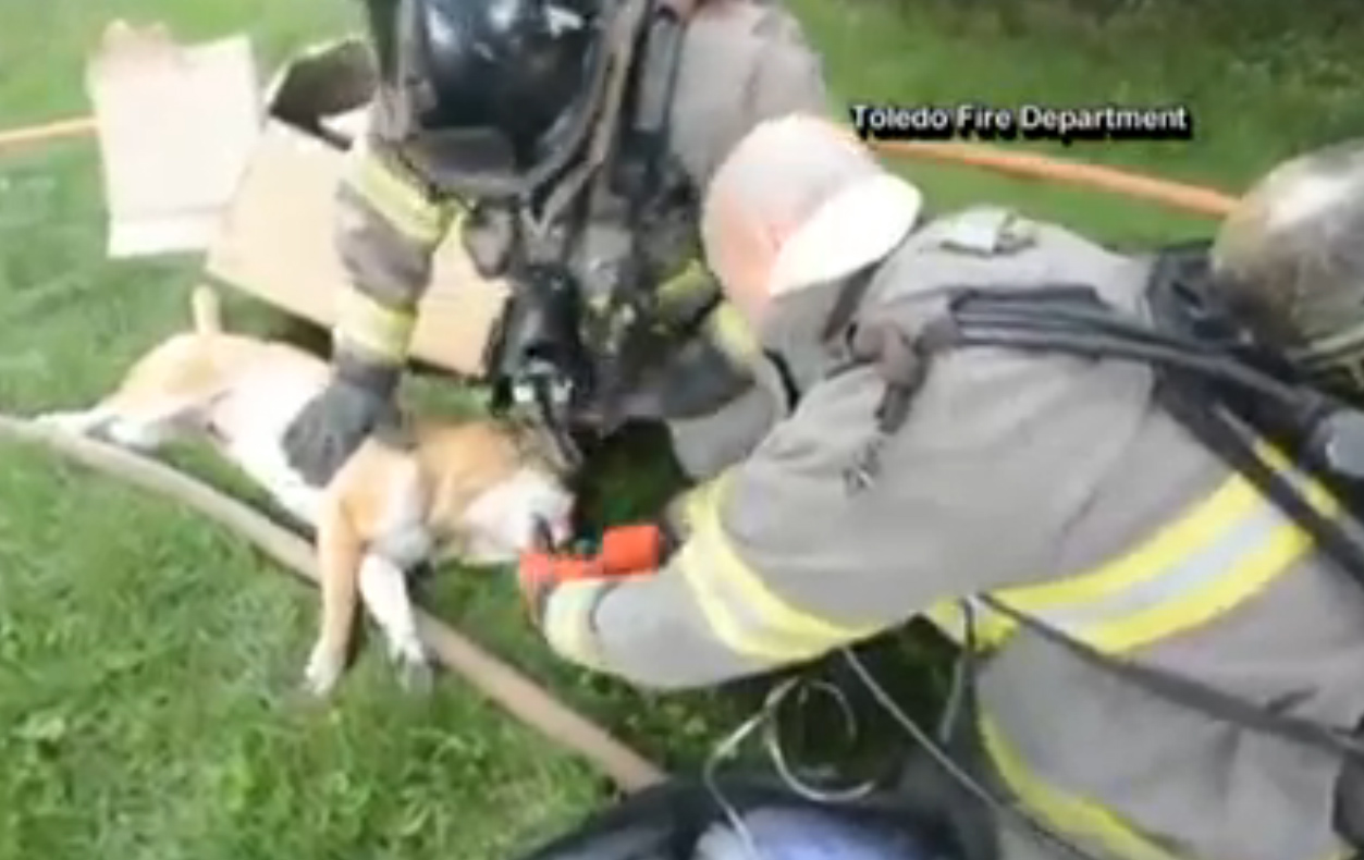 Toledo, OH, Firefighters Revive Dog at House Fire | Firehouse