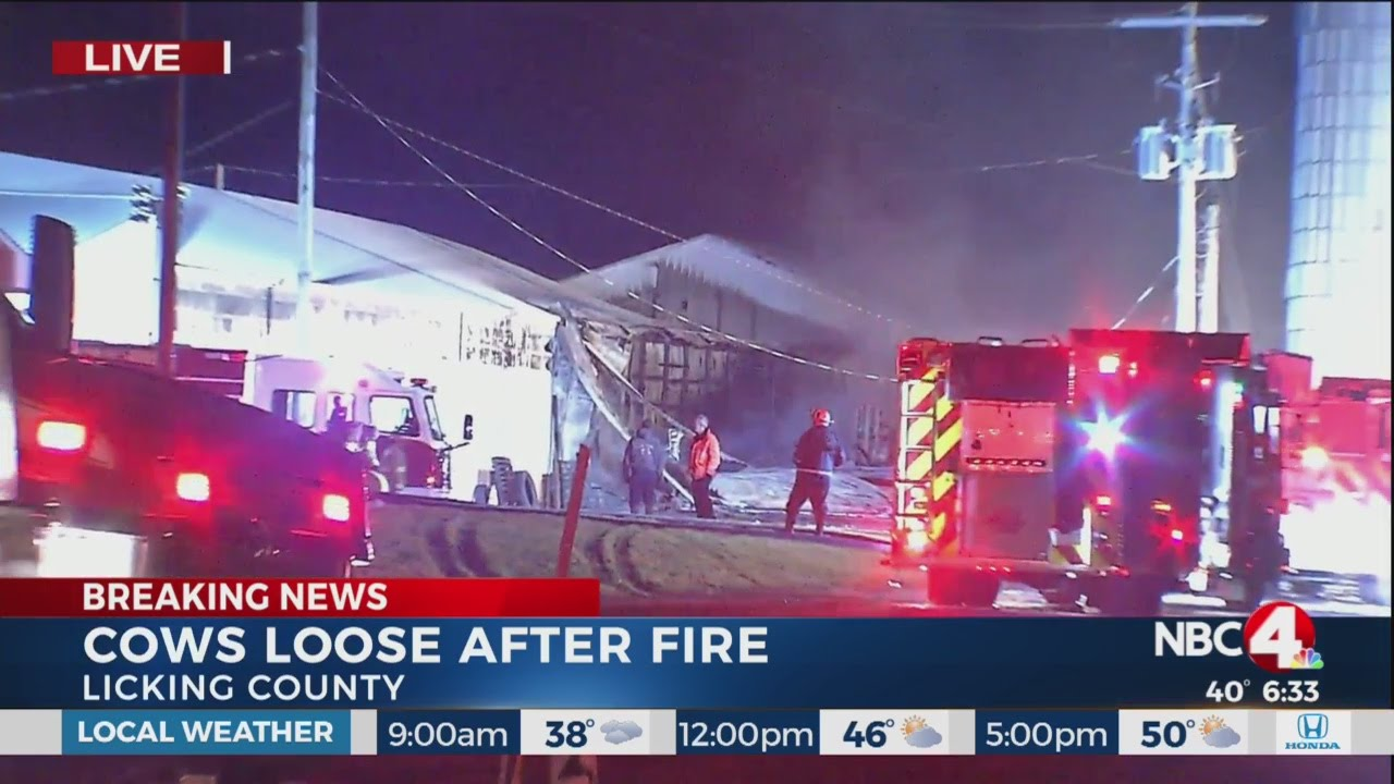 More than 250 Cows Loose After OH Barn Fire