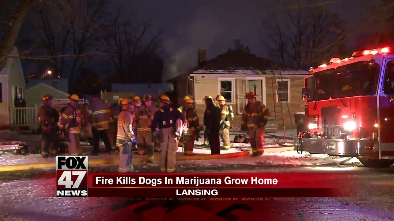 Marijuana Grow Operation Discovered at MI House Fire