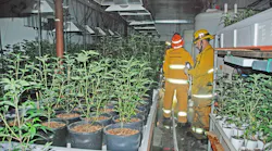 Figure 1: Firefighters in a marijuana grow room.
