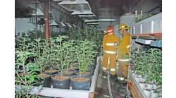 Figure 1: Firefighters in a marijuana grow room.