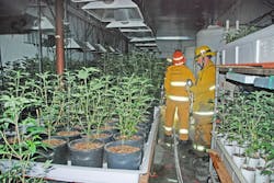Figure 1: Firefighters in a marijuana grow room.