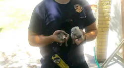 TX Firefighter Rescues Five Animals in Week