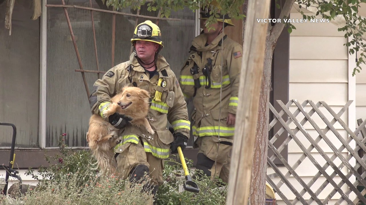 CA Firefighters Douse Home Blaze, Rescue Four Dogs