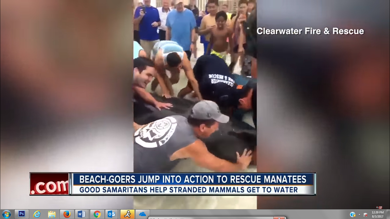 manatee 598351e3d7c09
