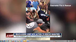 manatee 598351e3d7c09