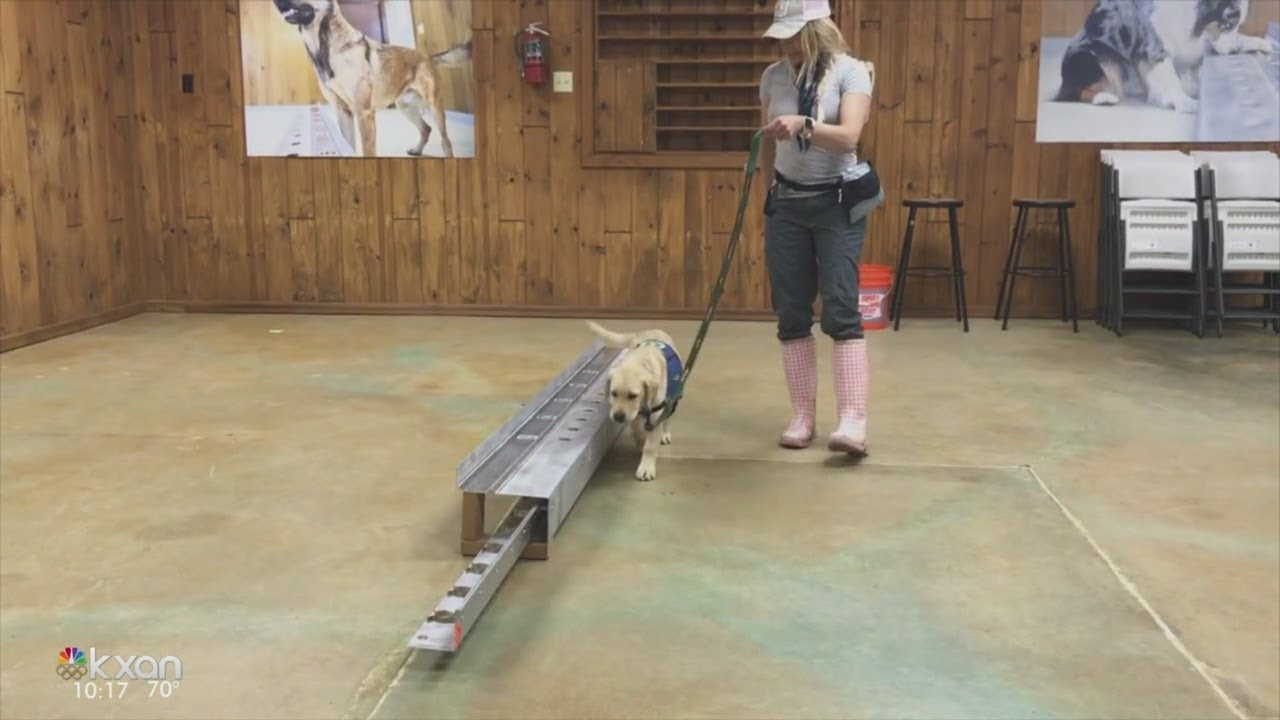 TX Firefighters to Use Dogs to Detect Cancer Signs