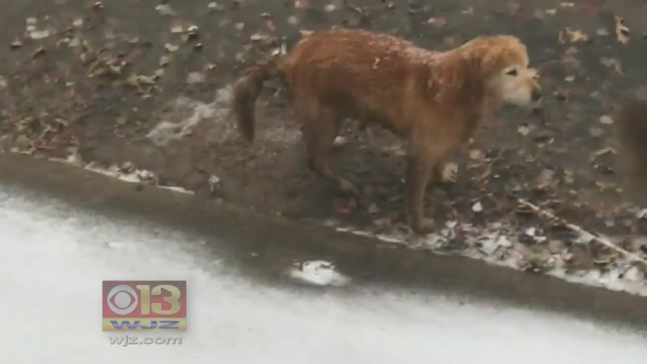 MD Firefighter Who Rescued Unclaimed Dog May Adopt