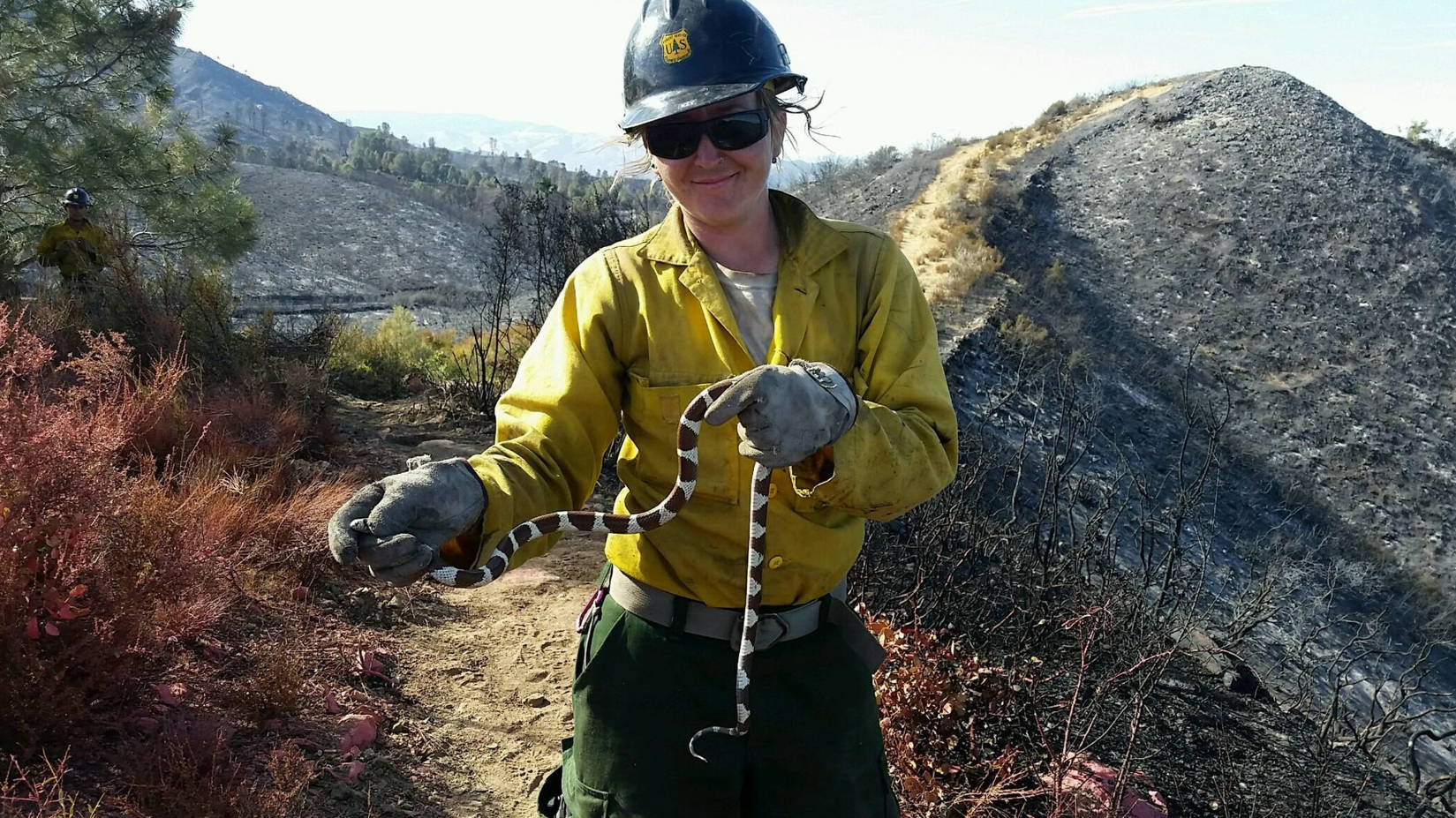Firefighter Hannah Key moves a snake from harms way during the Pilot fire in the summer of 2016 in Sequoia National Forest. Like other female firefighters, Key finds standard work uniforms ill fitting.