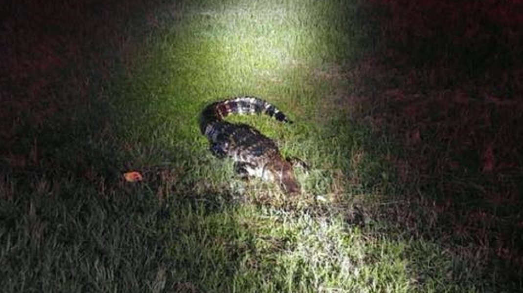 Houston County firefighters snapped this photo of an alligator after coming to its rescue and helping it safely off a roadway on Friday, June 8, 2018.