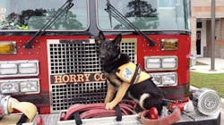 Horry County Fire Rescue member Carl Hall's personal Search & Rescue dog Hope. Horry County Fire Rescue member Carl Hall's personal Search & Rescue dog Hope.