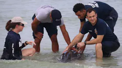 Clearwater firefighters assisting with the rescue of two pygmy killer whales stranded on Sand Key on Wednesday, Aug. 29, 2018.