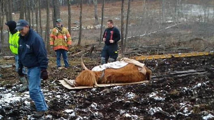 Farmers and Harwinton, CT, volunteer firefighters work to rescue a cow that became stuck in a muddy pasture Wednesday afternoon.