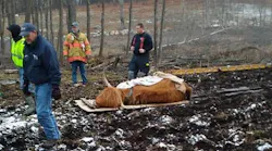 Farmers and Harwinton, CT, volunteer firefighters work to rescue a cow that became stuck in a muddy pasture Wednesday afternoon.