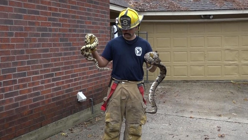 A Caney Creek firefighter holds just a few of the over 100 snakes crews removed from a Conroe, TX, home after a fire on Saturday, Dec. 8, 2018.