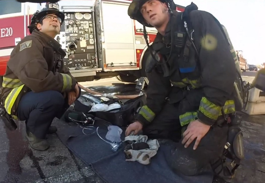 Oakland Firefighters Rescue Puppies (ca)