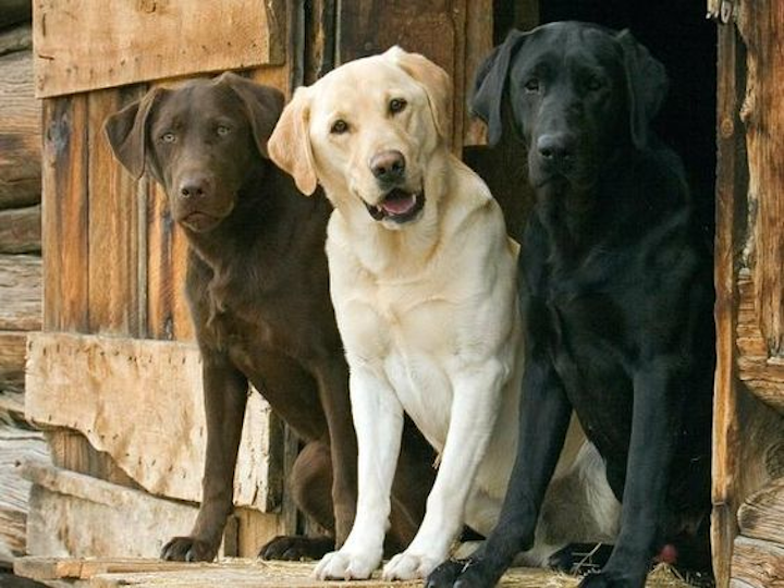 Search Dogs