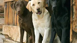 Search Dogs
