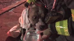 Firefighters rescued a dog from a burning house in Westport Monday night. Firefighters rescued a dog from a burning house in Westport Monday night.