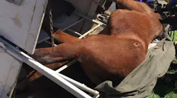 Arlington, TX, firefighters rescued two horses that were trapped when the trailer they were in overturned Saturday afternoon.