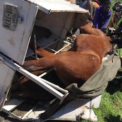 Arlington, TX, firefighters rescued two horses that were trapped when the trailer they were in overturned Saturday afternoon. Arlington, TX, firefighters rescued two horses that were trapped when the trailer they were in overturned Saturday afternoon.