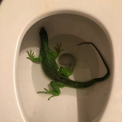Fort Lauderdale, FL, firefighters were called by a homeowner Thursday to capture a green iguana found in a toilet bowl.