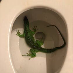 Fort Lauderdale, FL, firefighters were called by a homeowner Thursday to capture a green iguana found in a toilet bowl. Fort Lauderdale, FL, firefighters were called by a homeowner Thursday to capture a green iguana found in a toilet bowl.