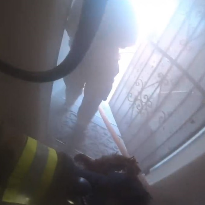 Video from a body camera captures a Richmond firefighter rescuing two dogs from a burning building Sunday.