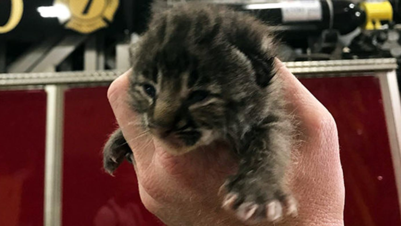 A man left a 2-week-old bobcat with Orlando firefighters on Thursday.