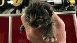 A man left a 2-week-old bobcat with Orlando firefighters on Thursday. A man left a 2-week-old bobcat with Orlando firefighters on Thursday.