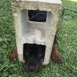 Fifi, a 6-month-old Rottweiler puppy, was freed from a 30-pound cinder block by St. Johns, Fl, crews. Firefighters used the jaws of life for the rescue.